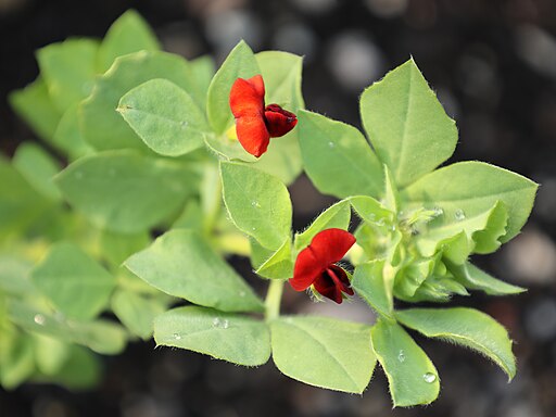 Asparagus Pea flowers and leaves