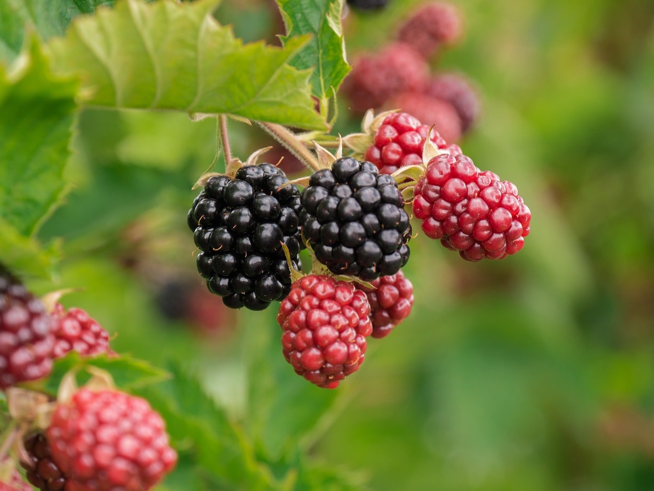 Blackberries on a stem