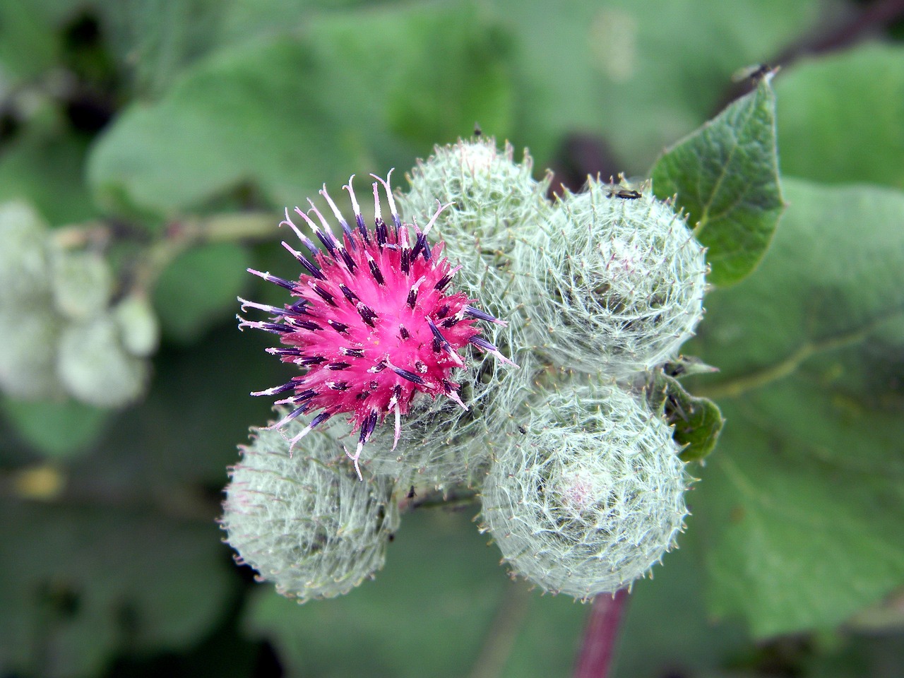 Burdock heads
