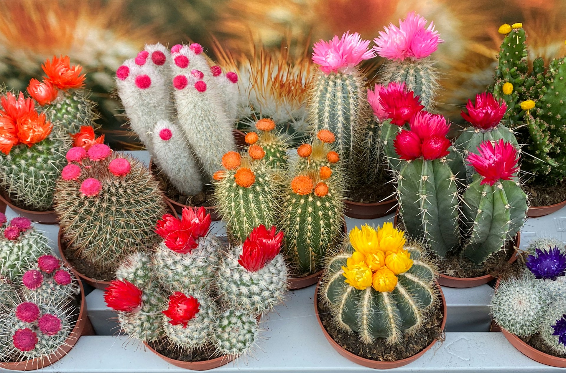 Various Cacti in small pots