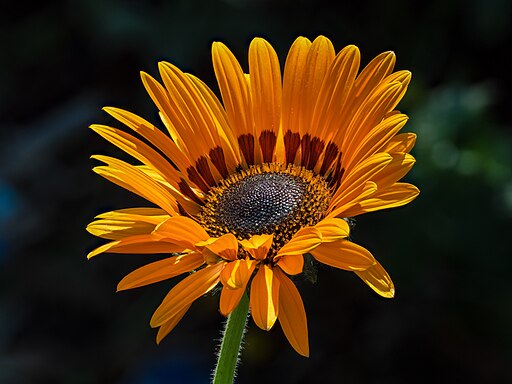 Cape Daisy Flower