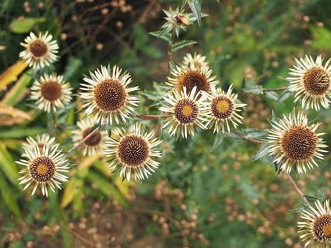 Carline flowers