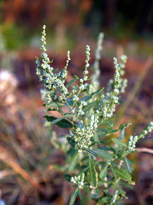 Chenopodium head
