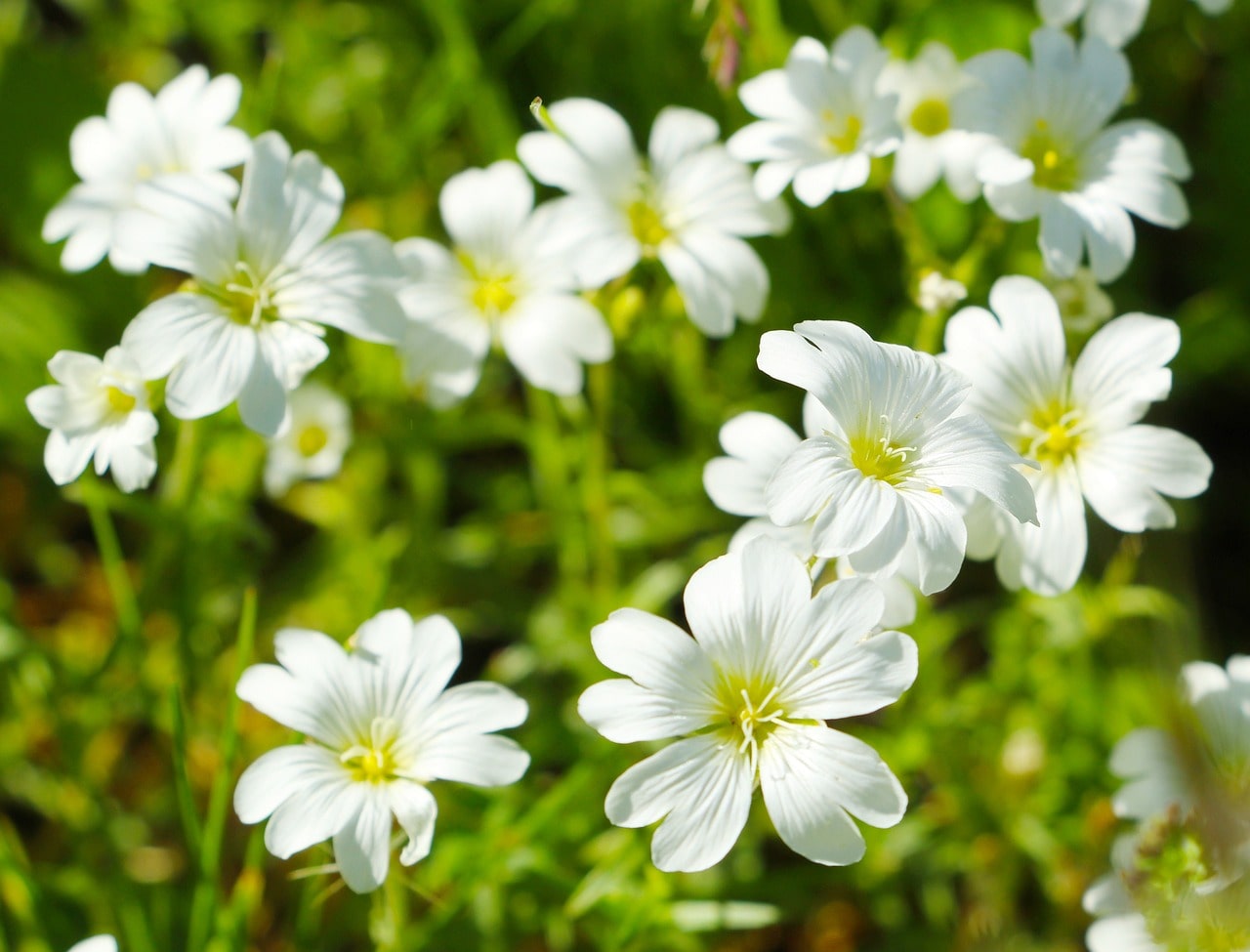 Chickweed flowers
