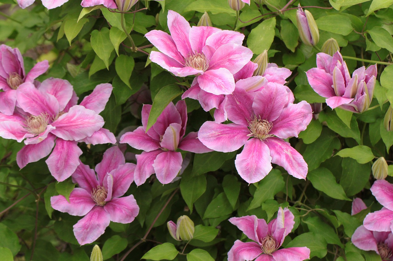 Clematis flowers