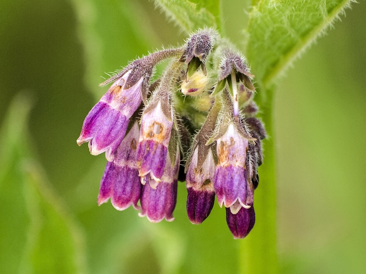 Comfrey flower head