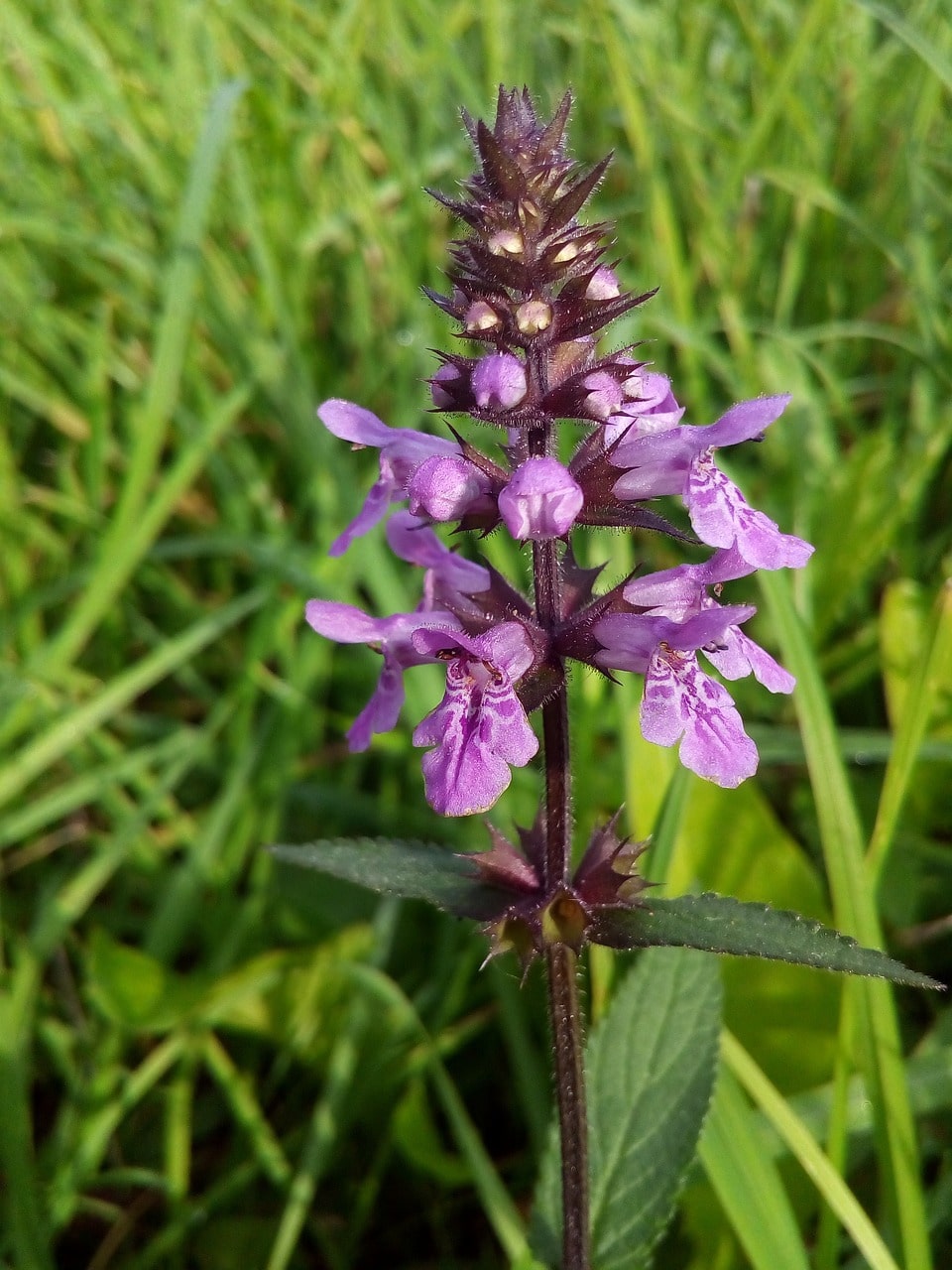 Dragonhead stem and flowers