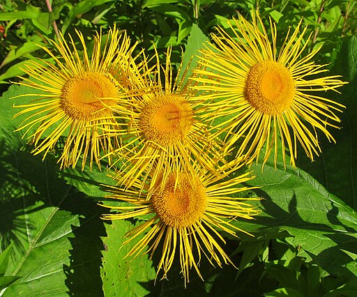 Elecampane