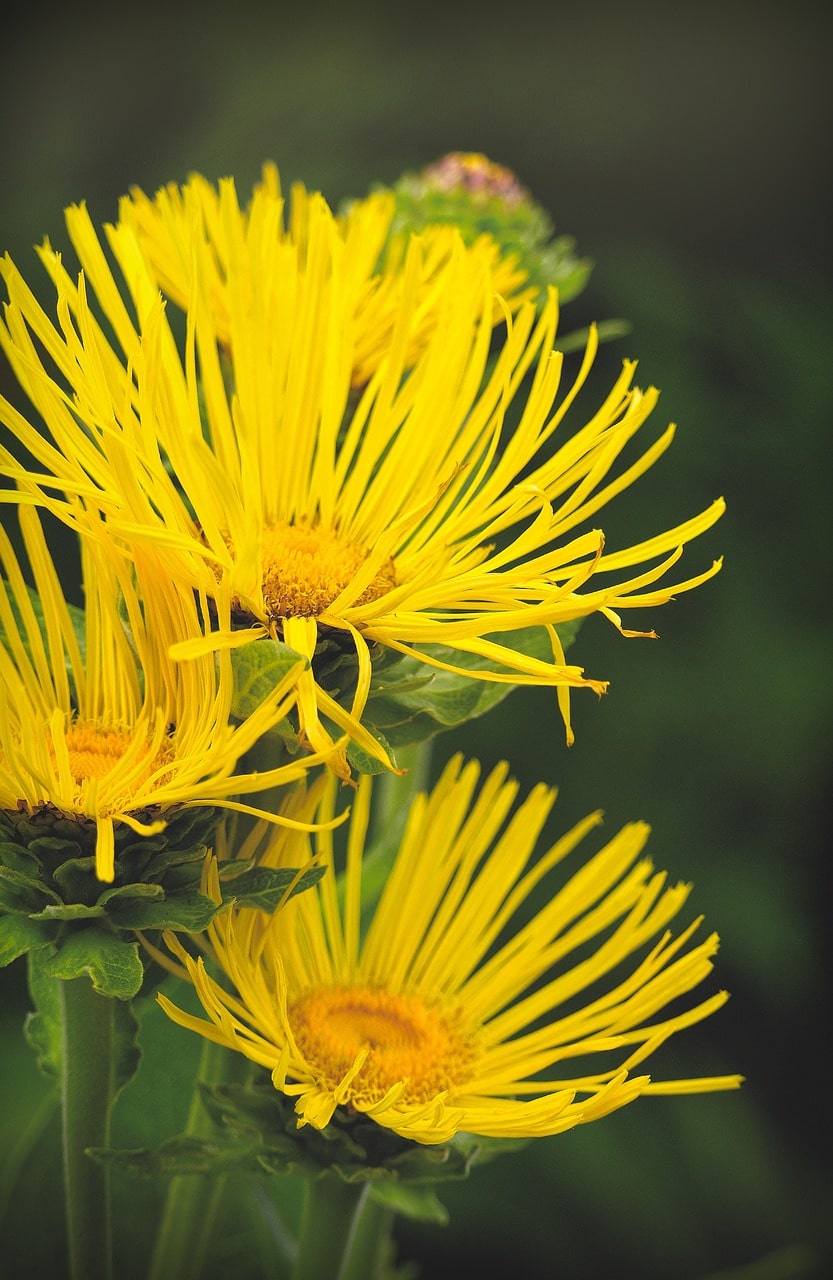 Elecampane flowers