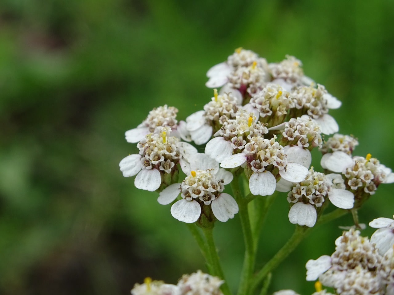 English Mace Flowers