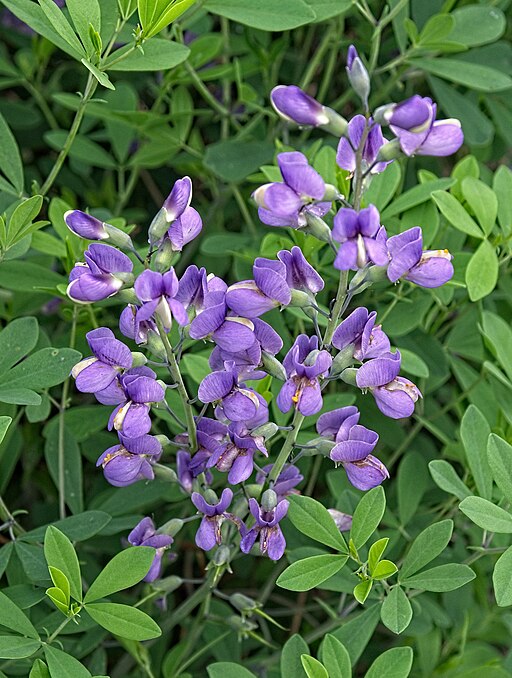 False Indigo