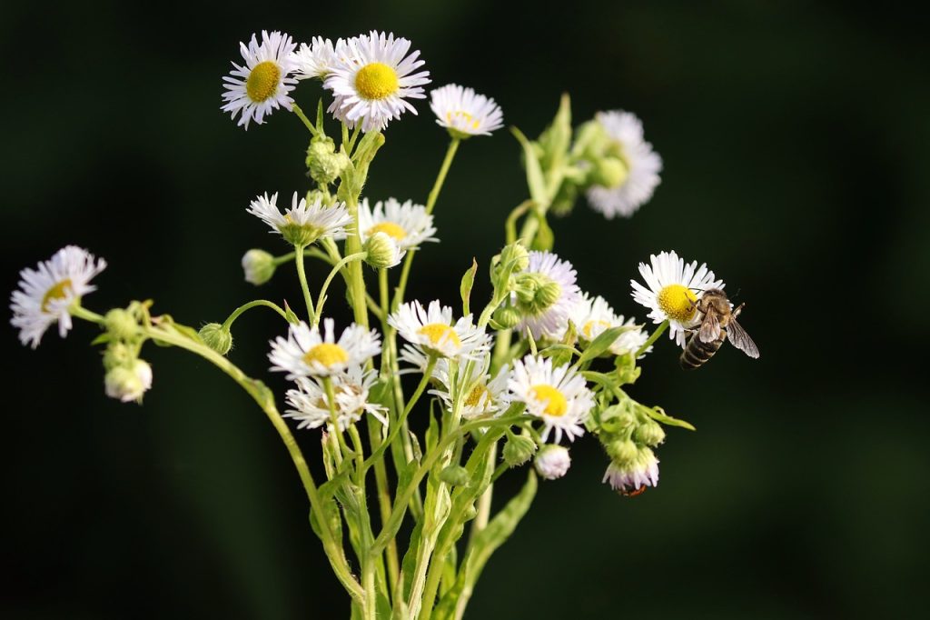 Fleabane