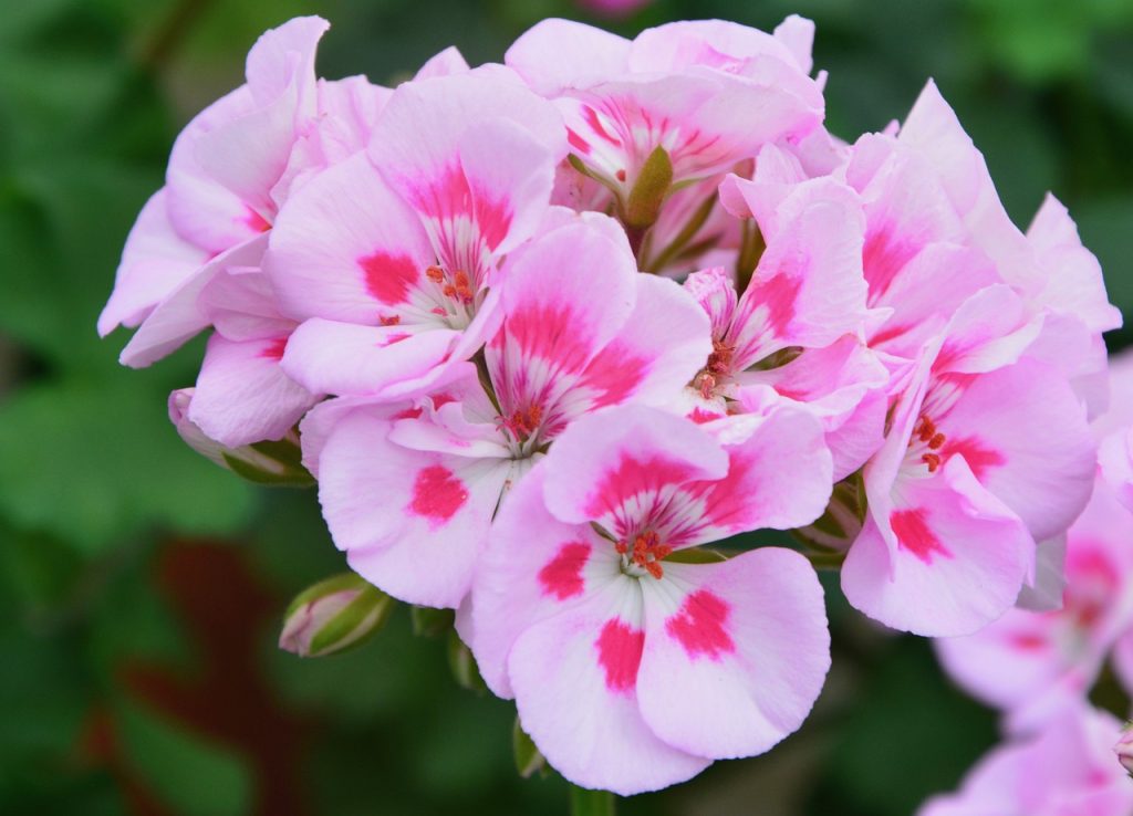Geranium