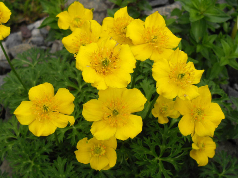 Globe Flower