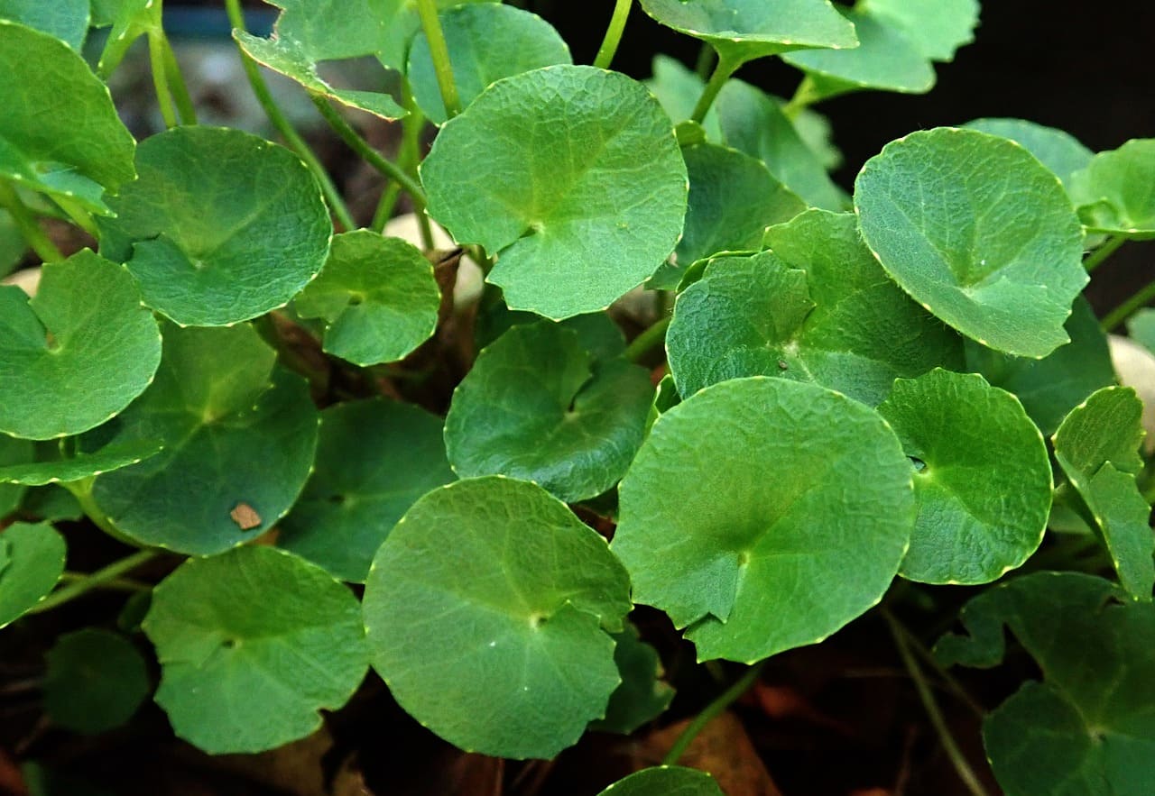 Gotu Kola leaves