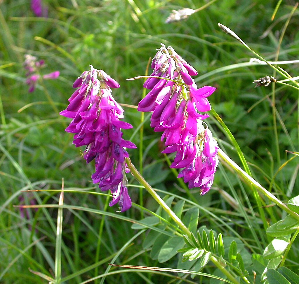 Hedysarum flowers and stems