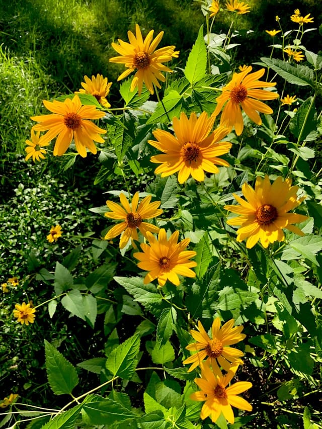 Heliopsis flowers