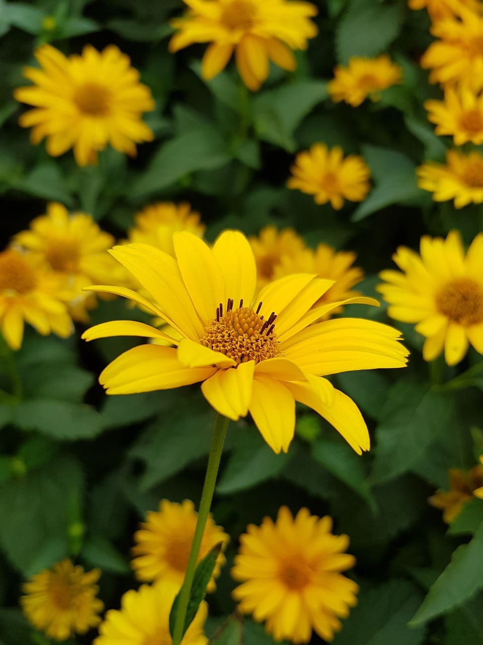 Heliopsis flowers