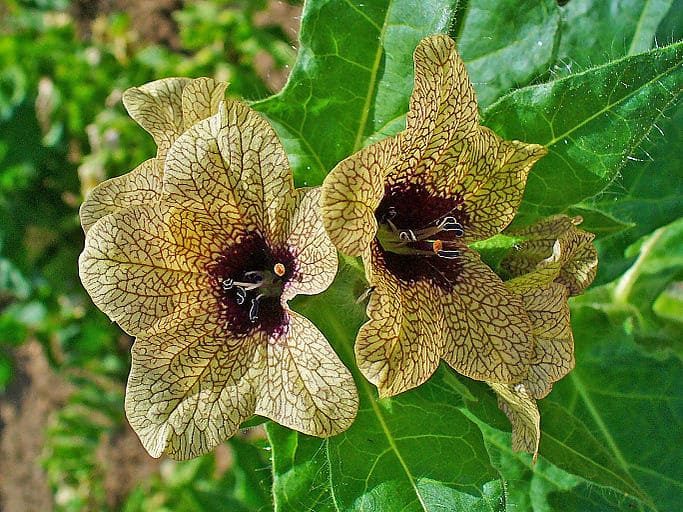 Henbane flowers