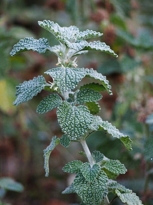 Horehound