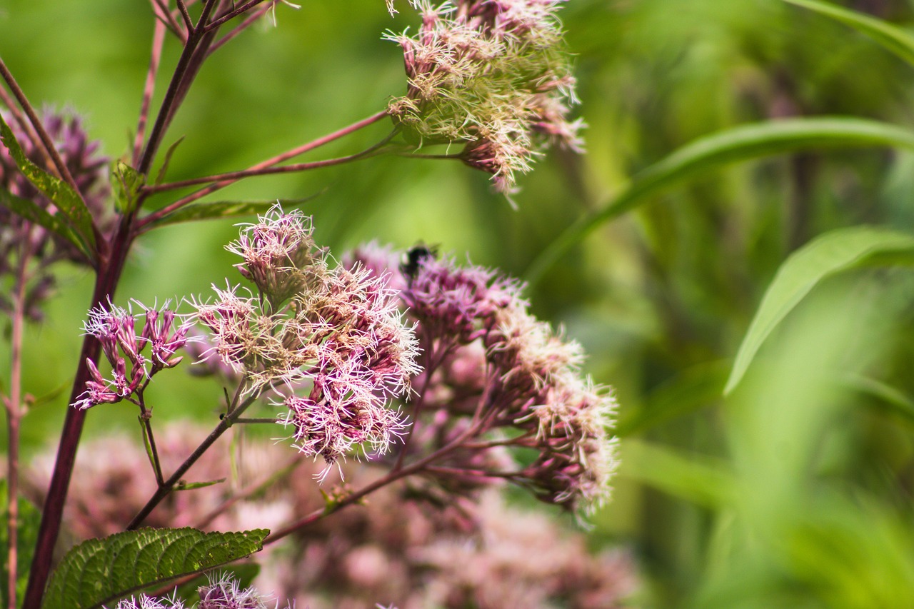 Joe Pye Weed