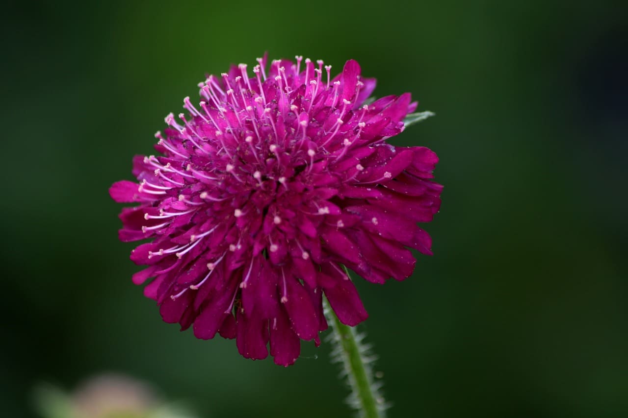 Knautia flower