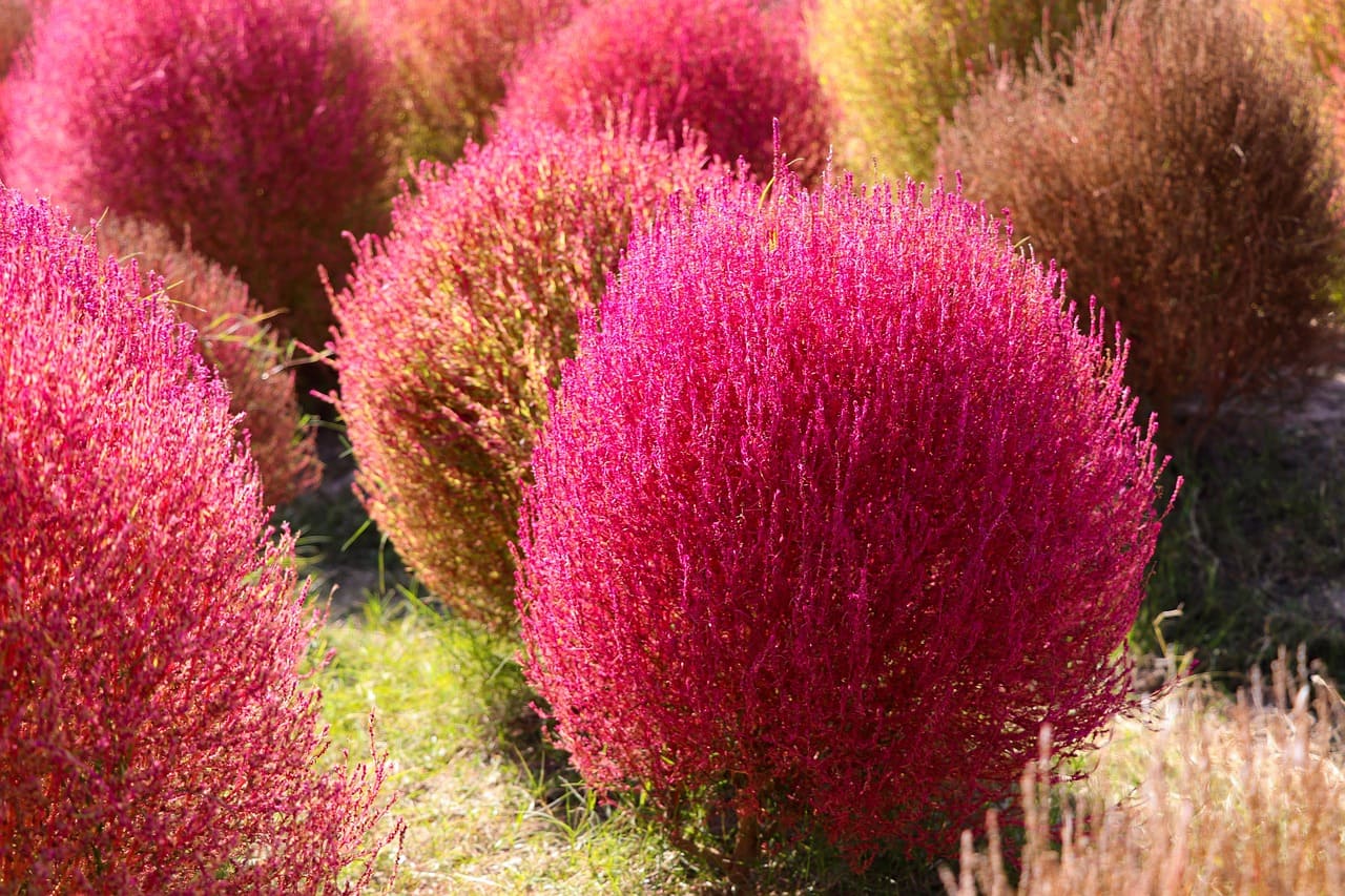 Kochia bush