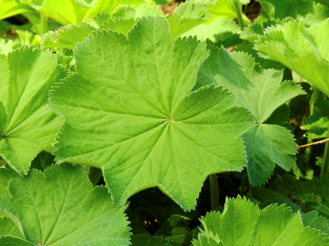 Lady's Mantle leaves