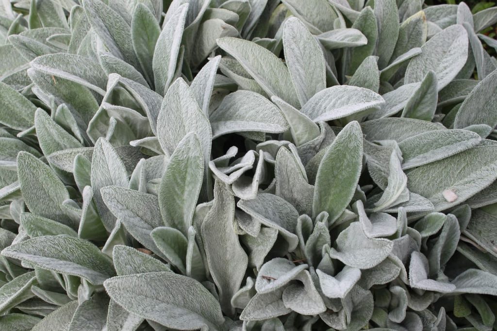 Lamb's Ear