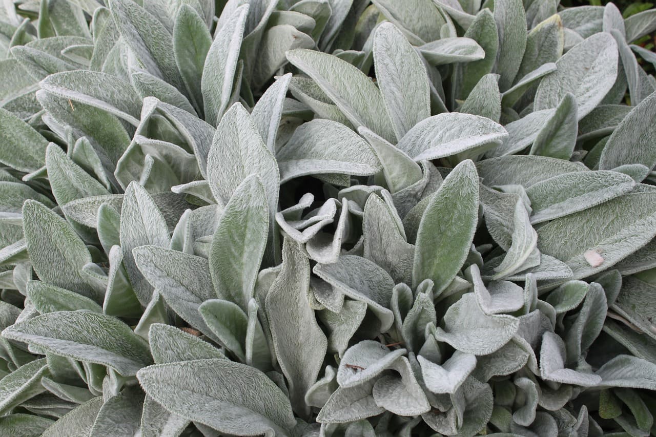 Lamb's Ear leaves