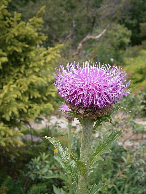 Maral Root flower stem