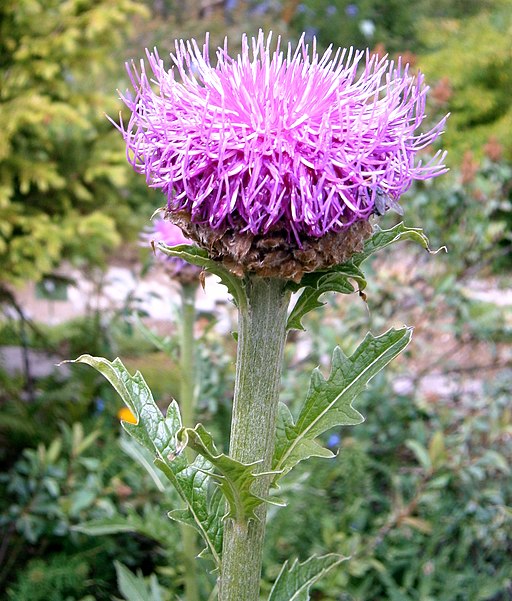 Maral Root