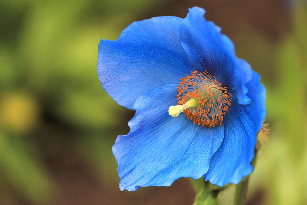 Meconopsis flower head