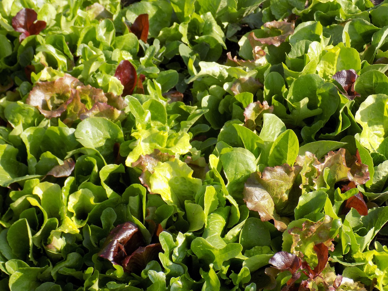 Mesclun blend