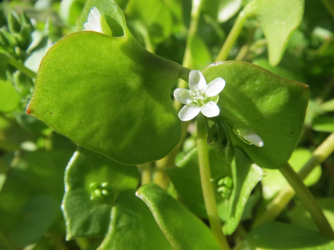 Miner's Lettuce leaves and flower