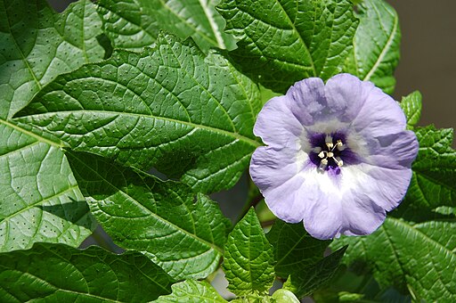 Nicandra