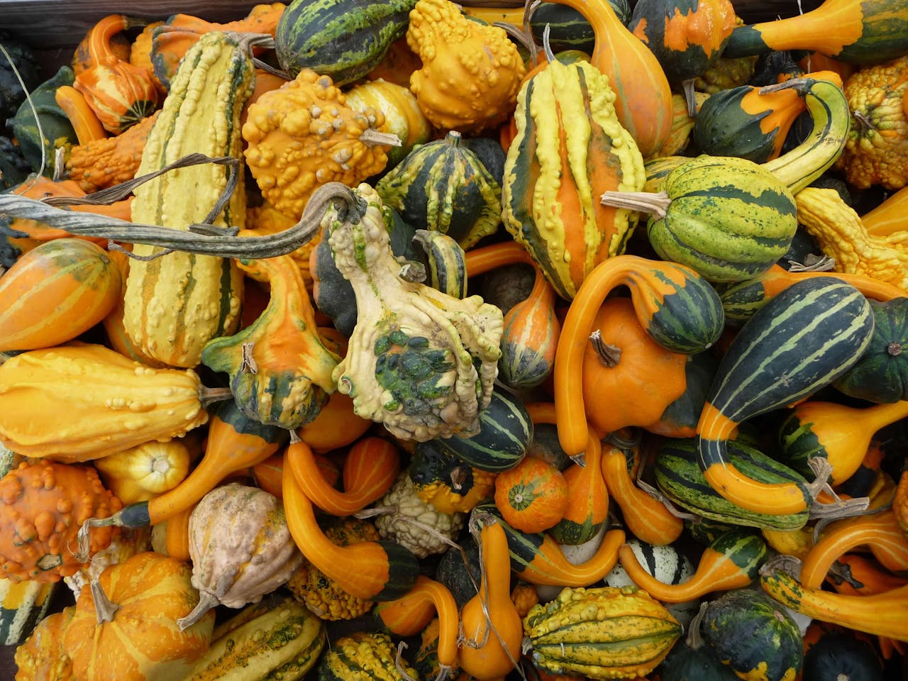 Ornamental Gourds