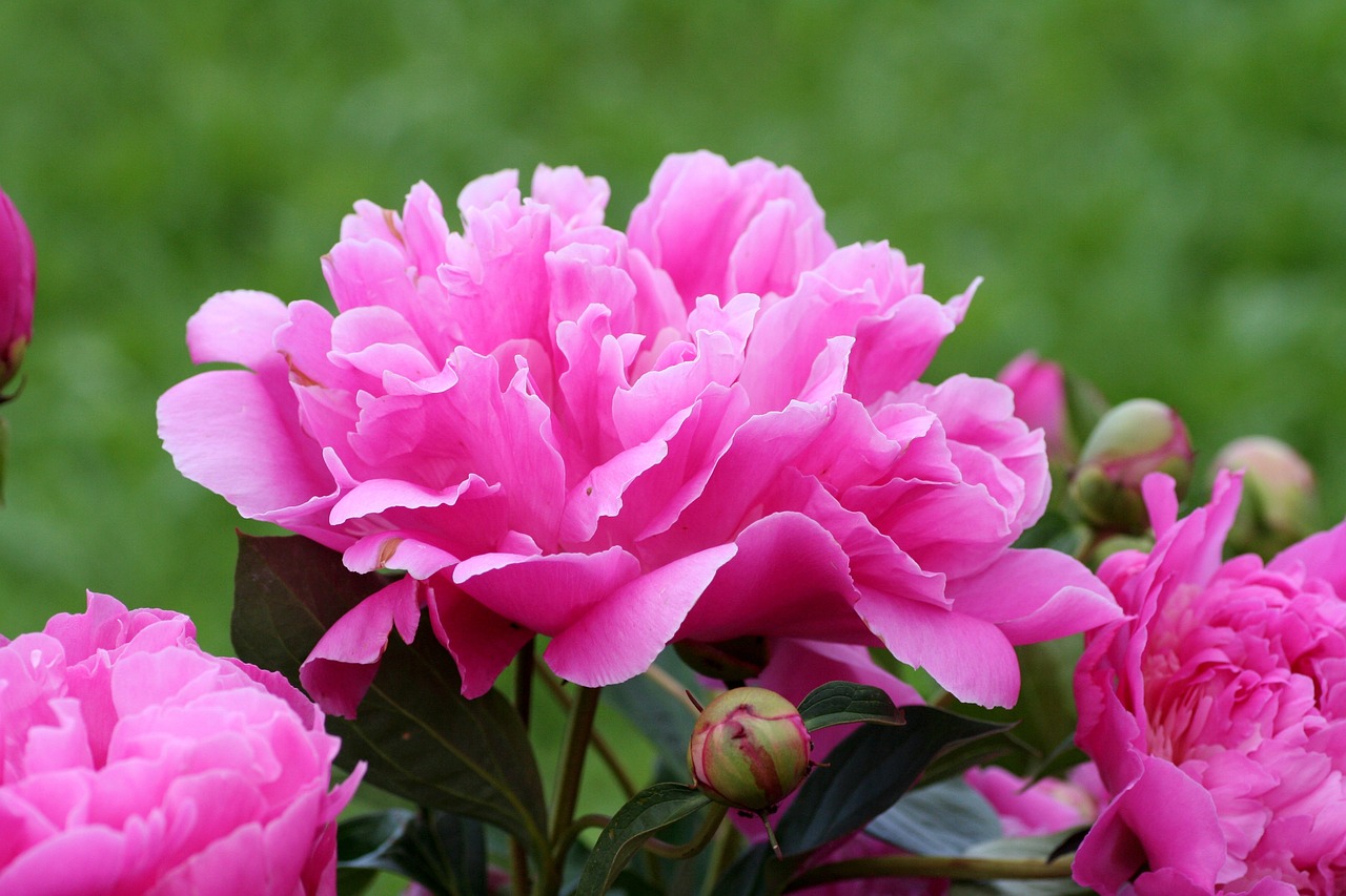 Peony flowers