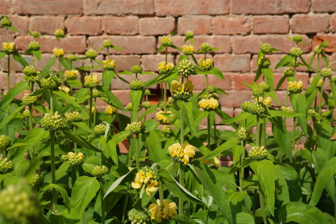 Phlomis flowers in front of a brick wall
