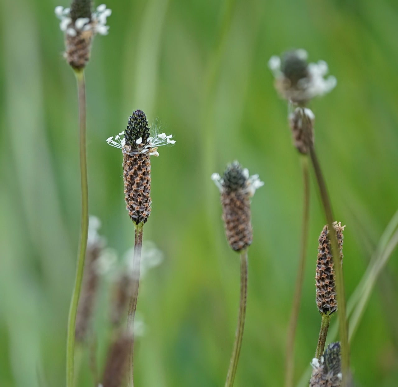 Plantain flowers