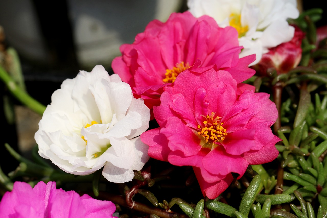 Portulaca flowers