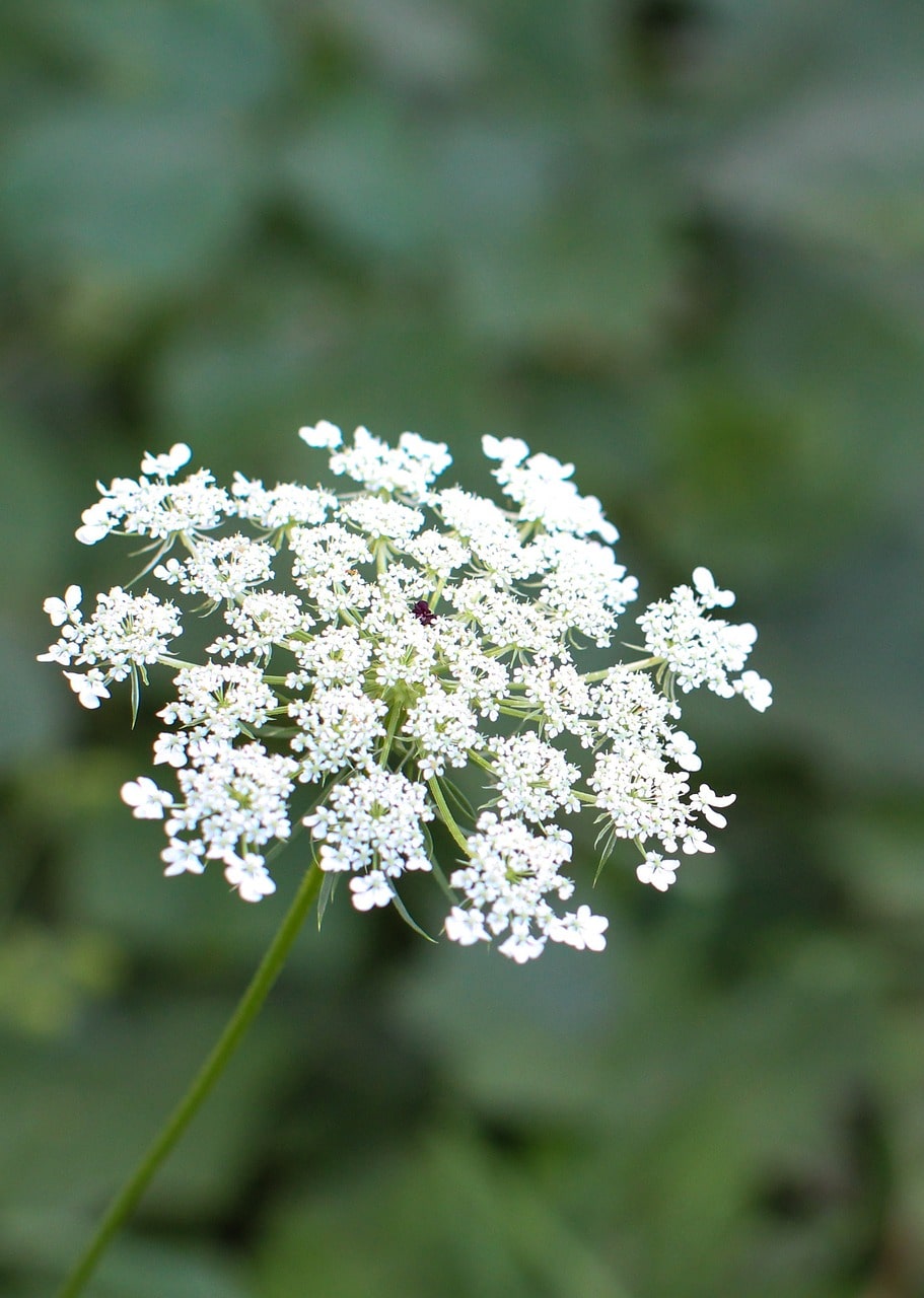 Queen Anne's Lace flower head