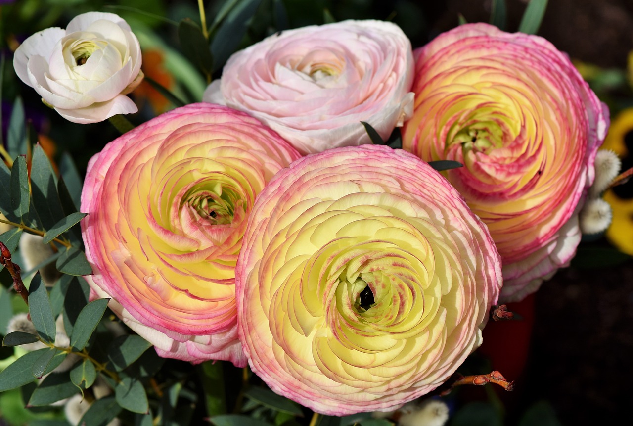 Ranunculus flowers