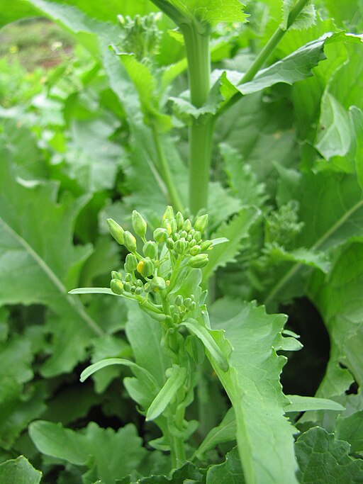 Rapini