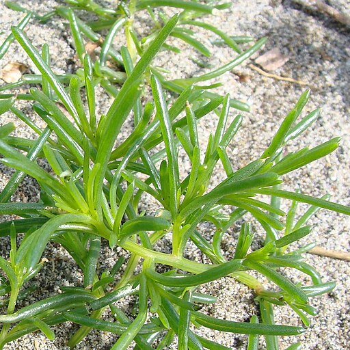 Salsola