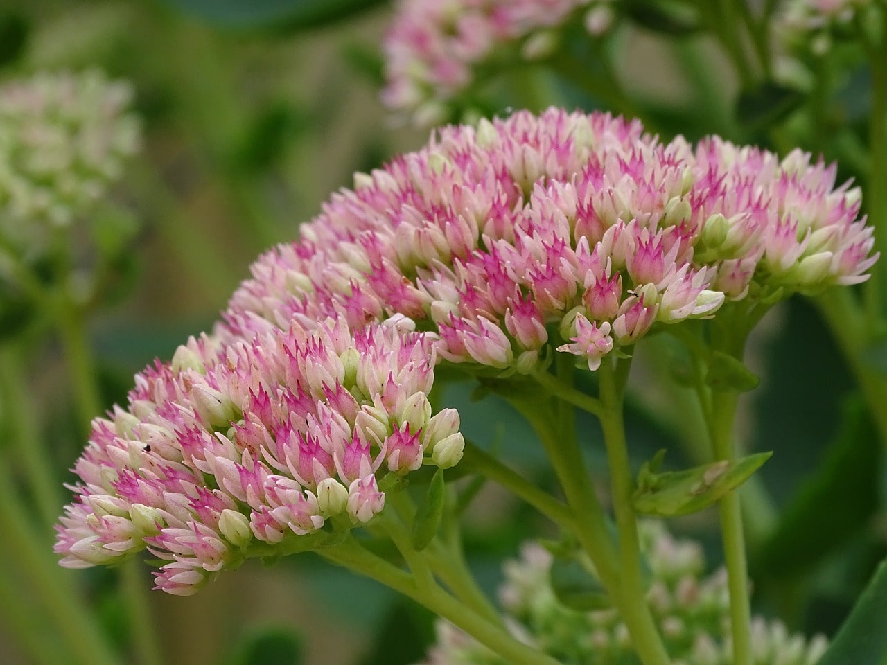 Sedum flowers