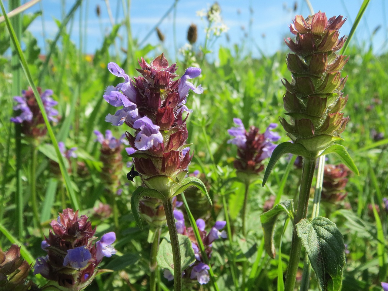 Self Heal flowers
