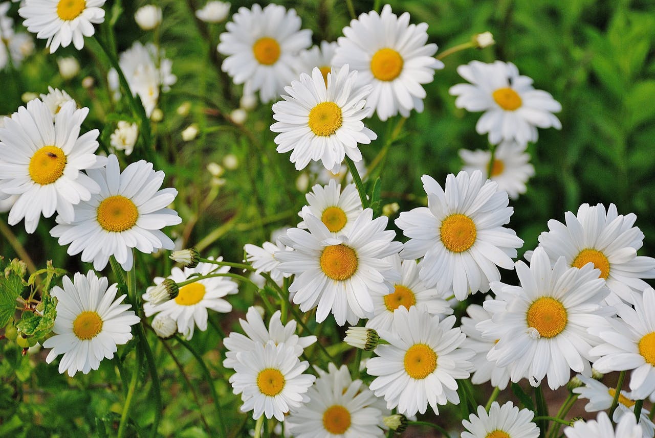 Shasta Daisy flowers