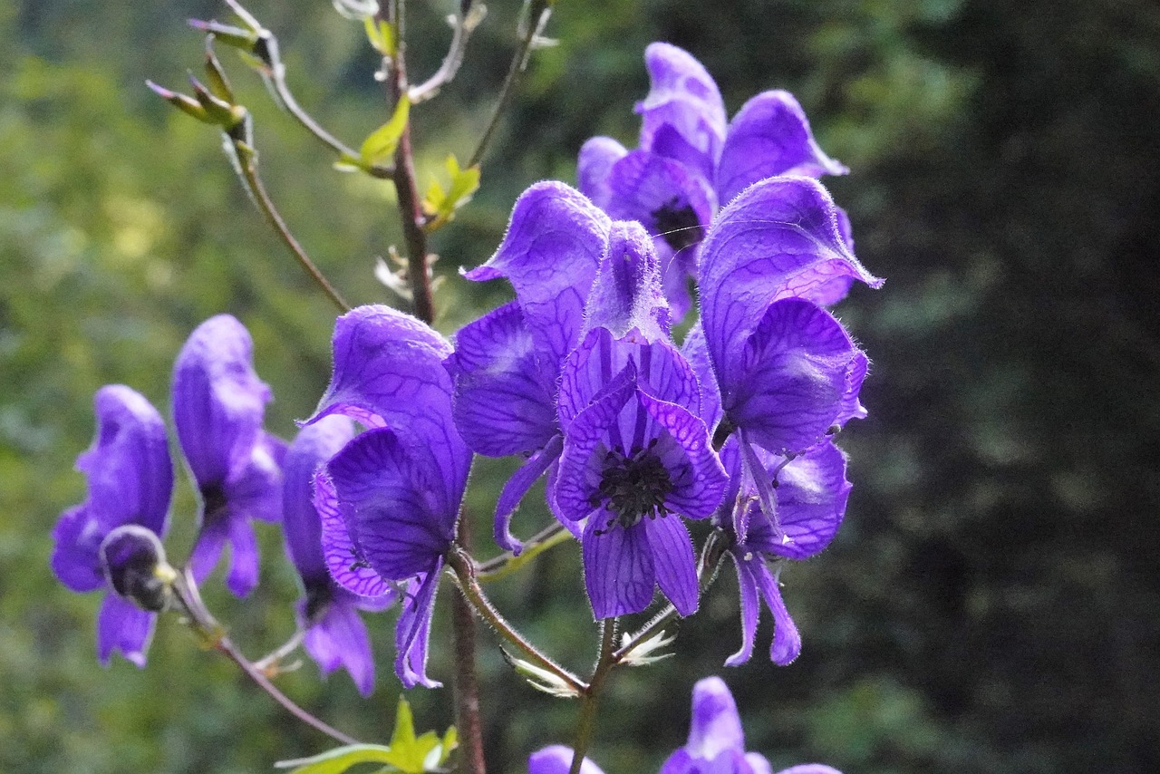 Skullcap flowers