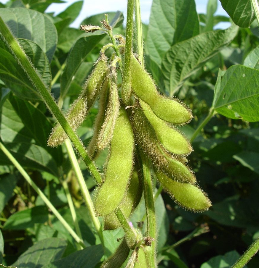Soybean pods